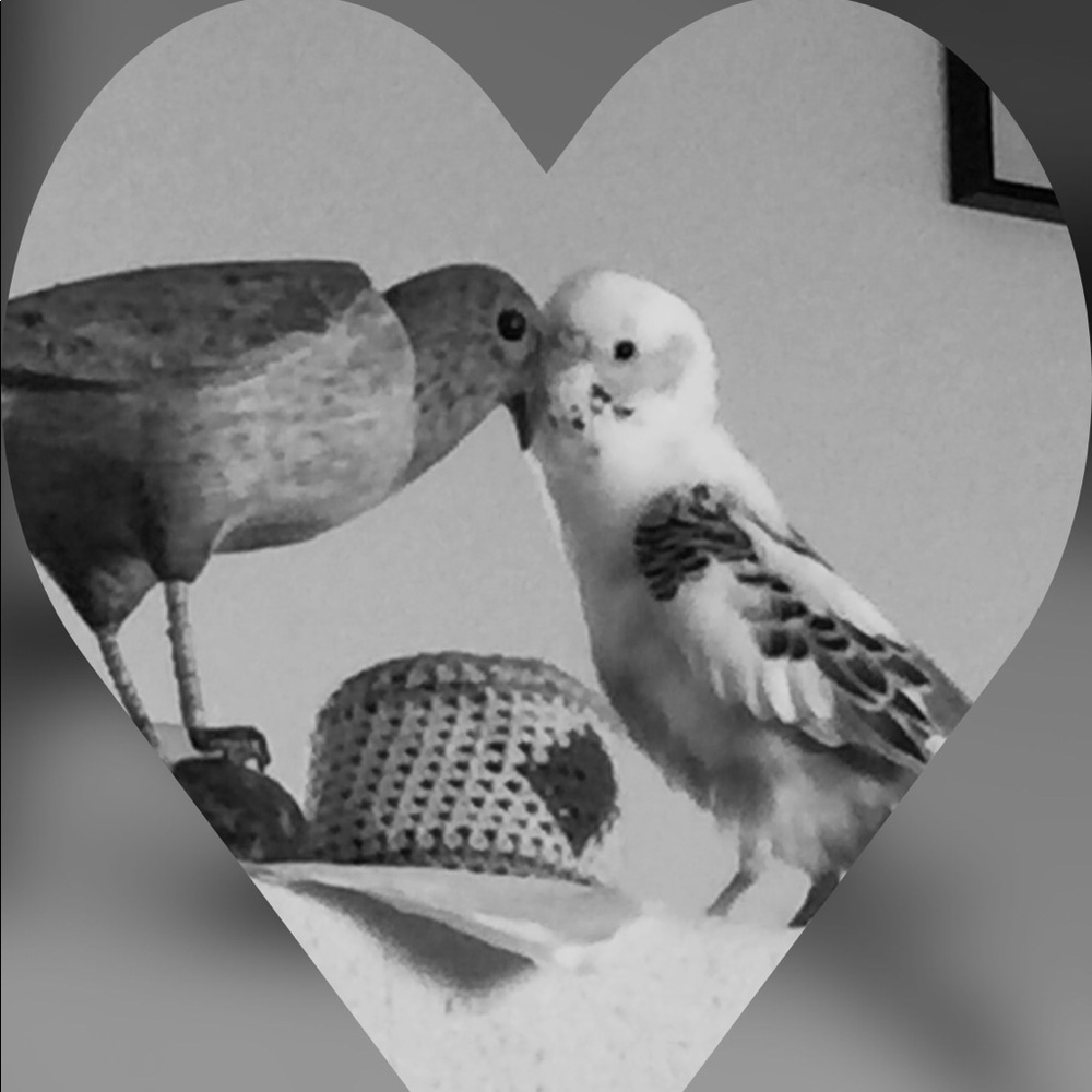Feathered/Furry Family Members etal 💞